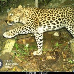 Leopard
